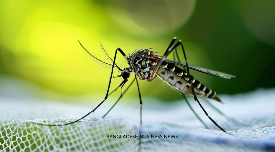 Aedes Mosquito sitting on net